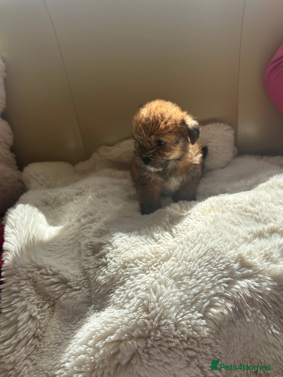 Shorkie dogs for sale: Shih Tzu cross Yorkshire terrier - Image 10