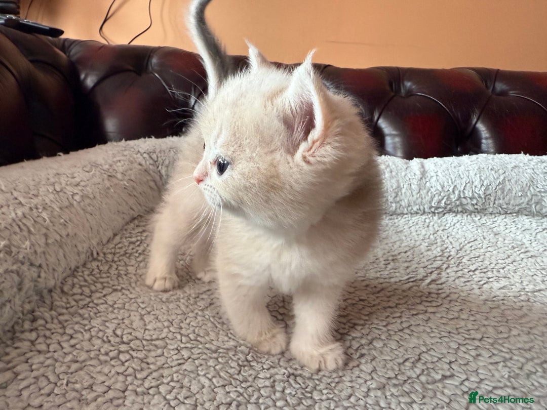 British Shorthair cats for sale: Ready 2 lovely girls AY12 and NY12 / Corin - Image 26