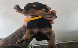 Bocker dogs for sale: 7x Bocker pups (born 22/06/2025) - Image 20