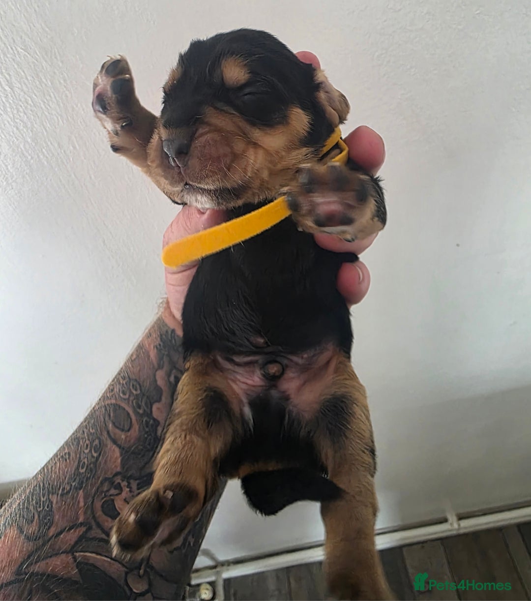 Bocker dogs for sale: 7x Bocker pups (born 22/06/2025) - Image 20