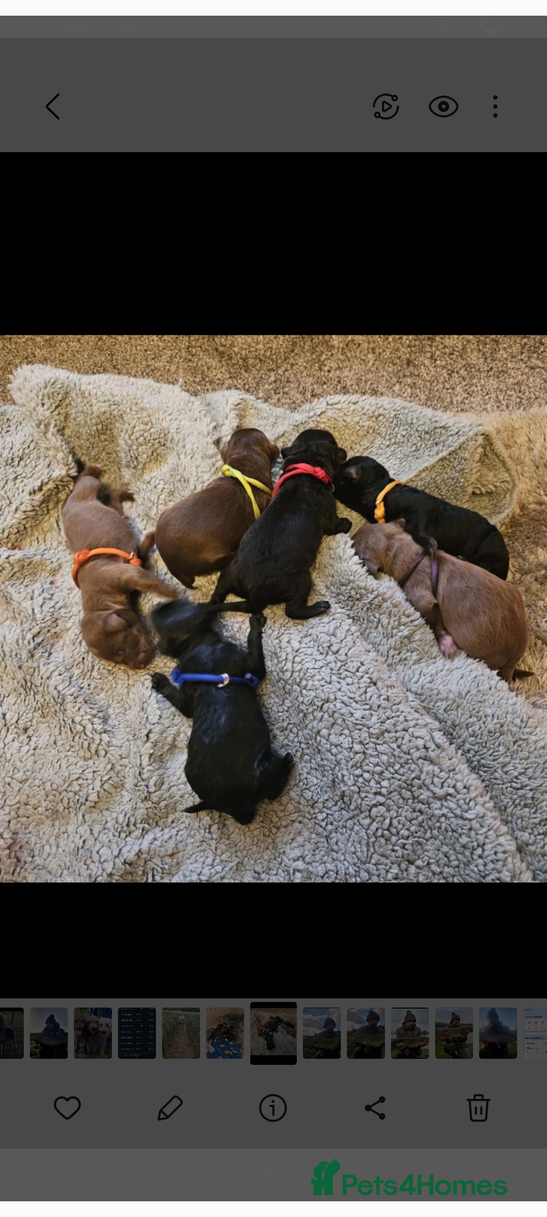 Bedlington Terrier dogs for stud:  Bedlington terrier for stud   in Chesterfield - Advert 39