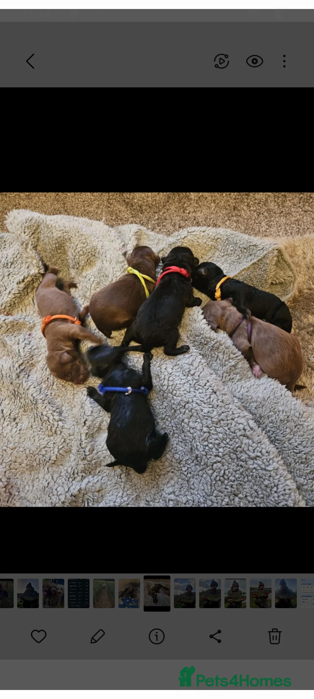 Bedlington Terrier dogs for stud: Blue.  Bedlington terrier for stud  CT Clear   in Chesterfield - Advert 39