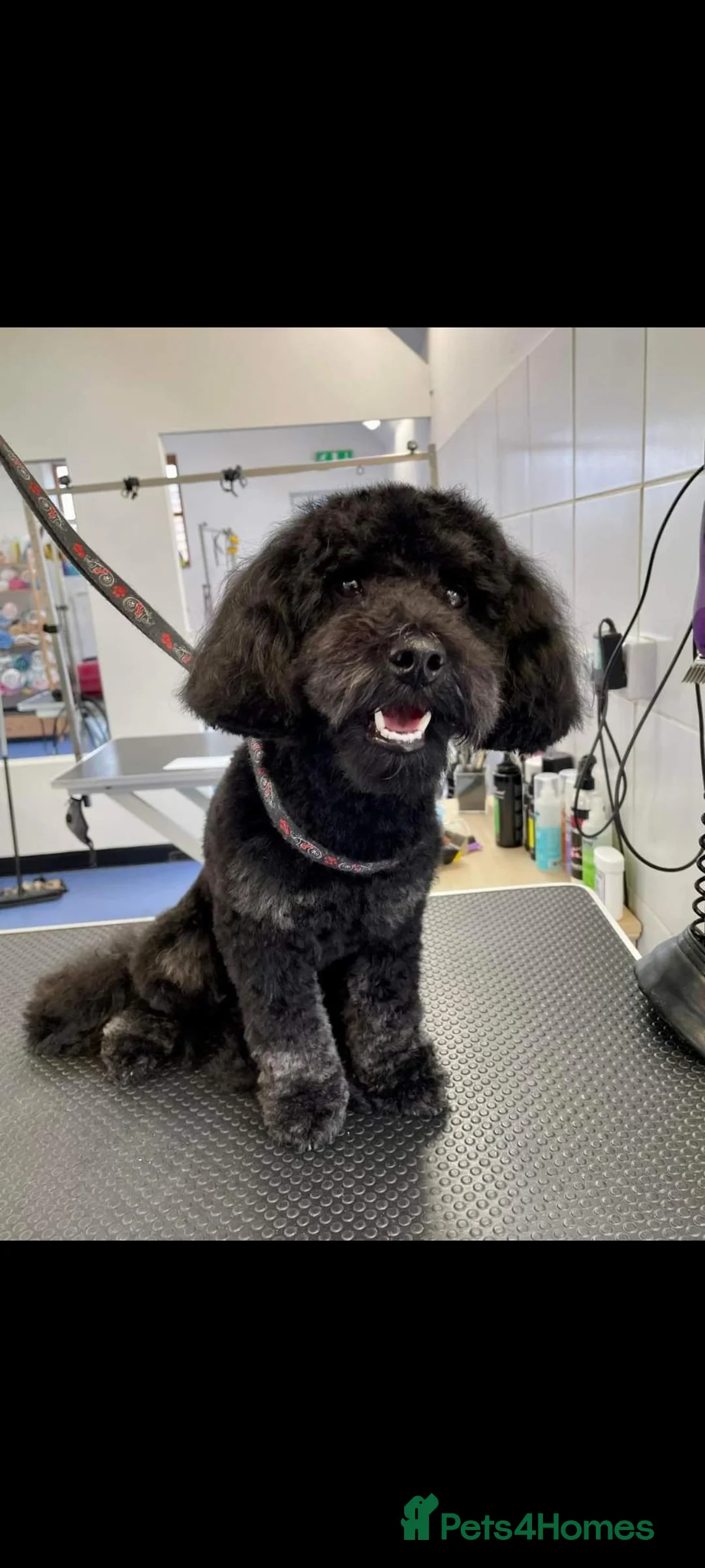 Jackapoo dogs for stud: Frank in Yeovil - Advert 1