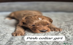 Cockapoo dogs for sale: Beautiful litter of 6 cockapoos - Image 5