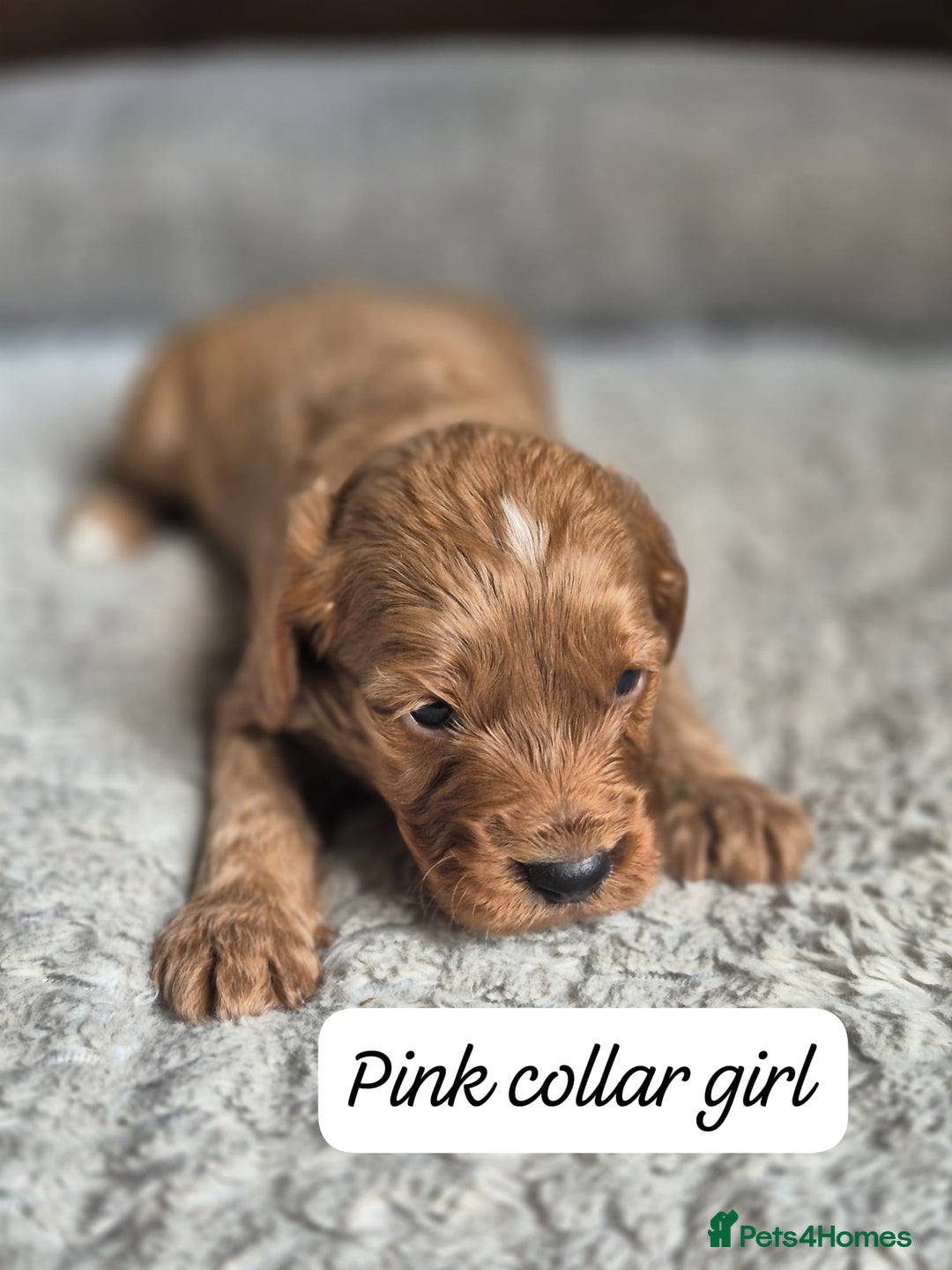 Cockapoo dogs for sale: Beautiful litter of 6 cockapoos - Image 5