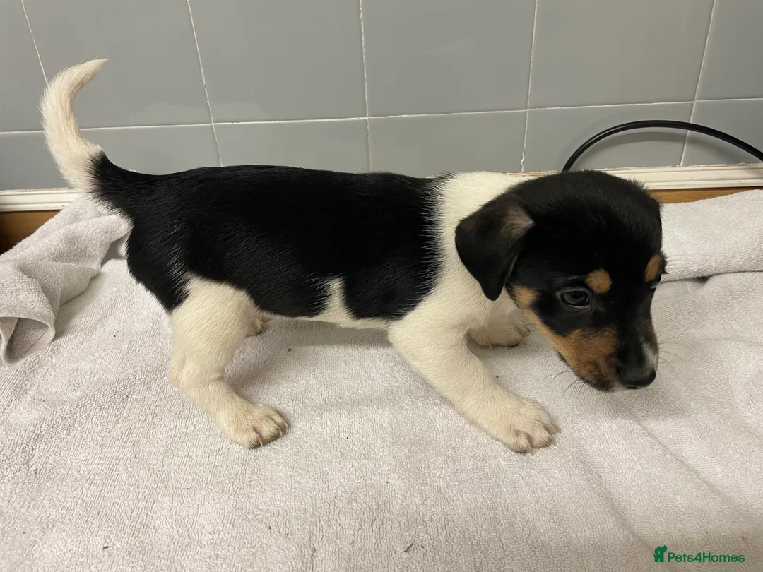 Jack Russell dogs for sale: Beautiful Jack Russell puppies  - Advert 5
