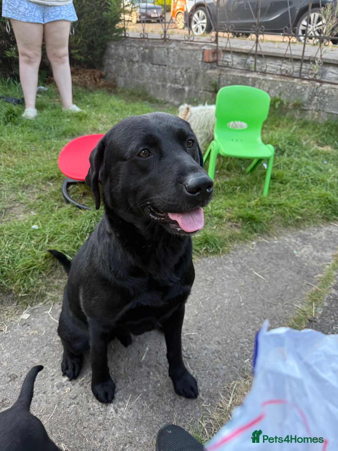 Labrador Retriever dogs for sale: Black lab Male 3 years old  - Image 2