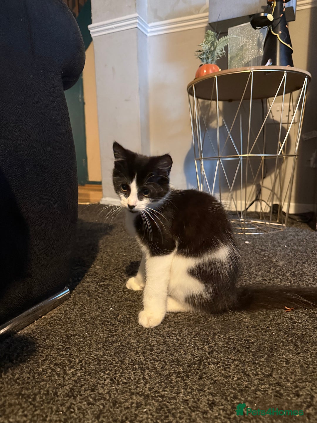 British Shorthair cats for sale: Mr oreo - Image 2