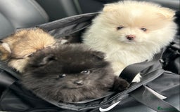 Pomeranian dogs for sale: Pomeranian Pups - Ready for new homes 💕 - Advert 2