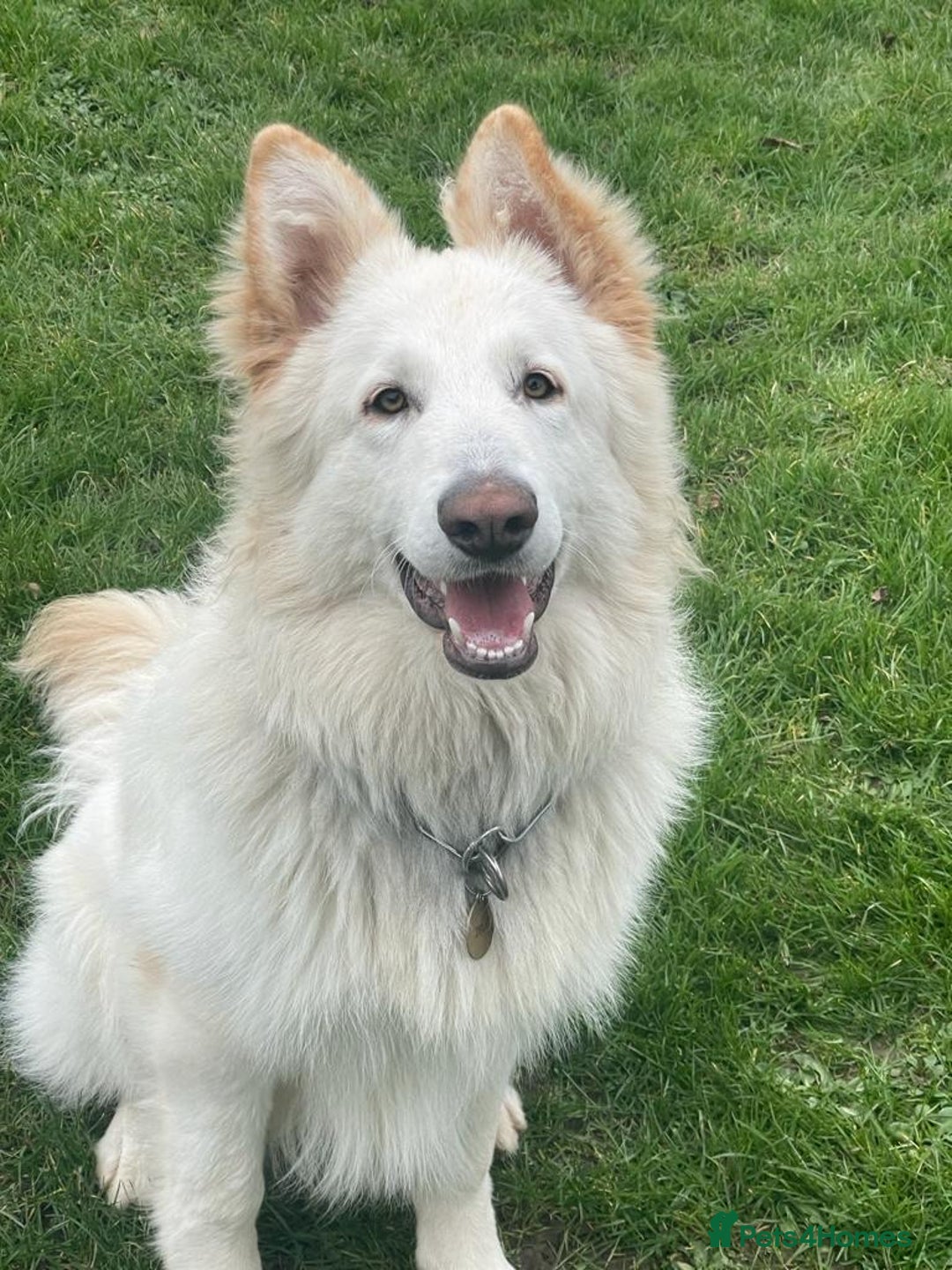 German Shepherd dogs for stud: white German shepherd stud  in Wickford - Advert 6