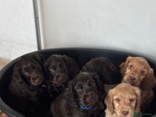 Cocker Spaniel dogs READY NOW Show Cocker SpanielS 🐾 - Advert 2