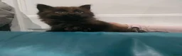 Mixed Breed cats for sale: Kittens 3 Boys and 2 Girls  in Leicester - Advert 11
