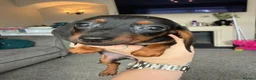 Miniature Dachshund dogs for sale: 2 pups left!  🐾 KC Miniature Dachshund Puppies 🐾 - Advert 10