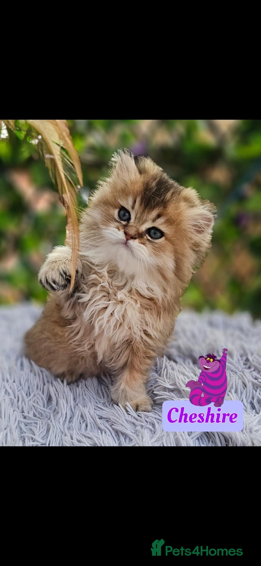 British Longhair cats ✨️🧸 Stunning Babies, GCCF Registered ✨️🧸 - Advert 1