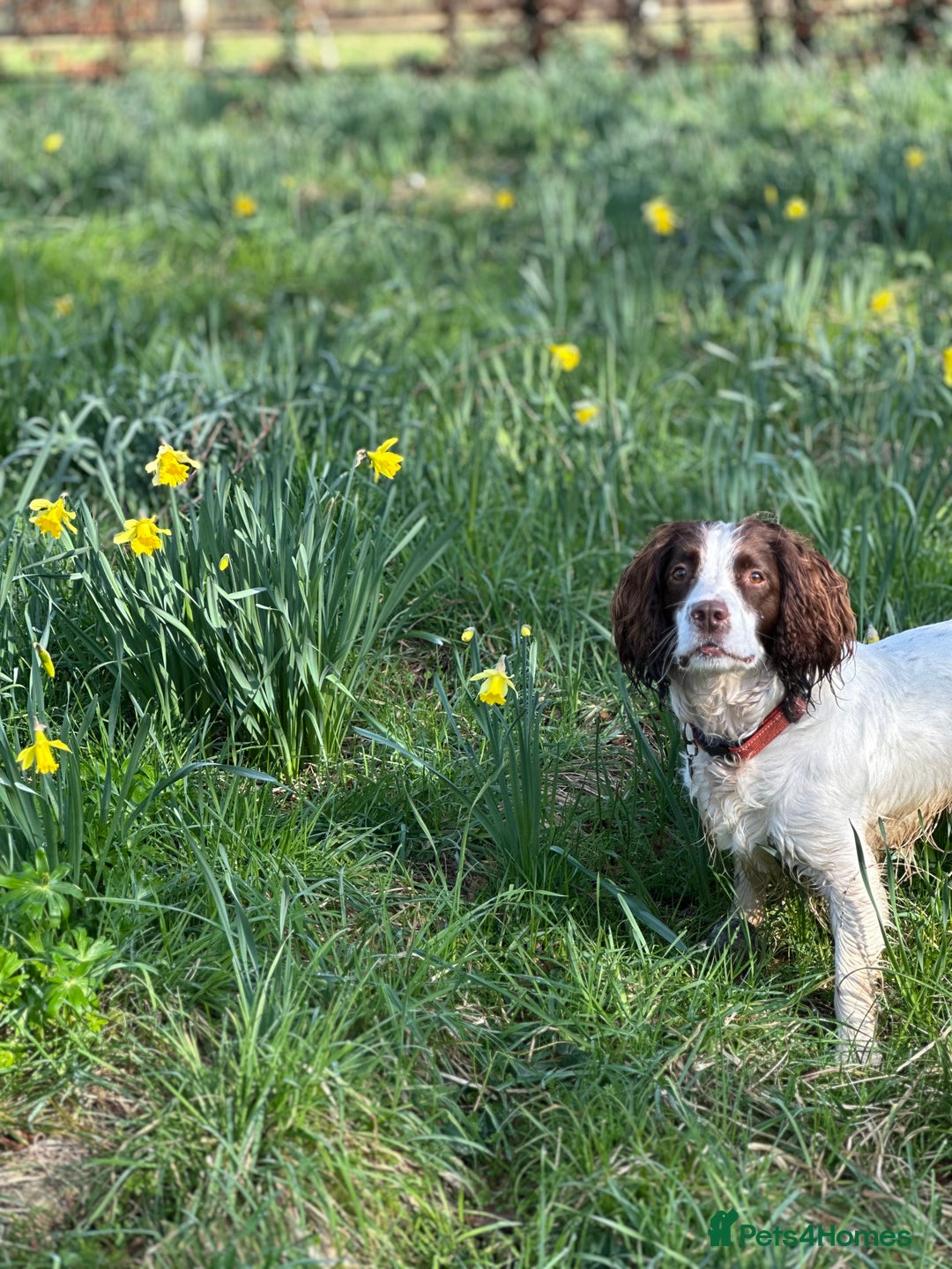 English Springer Spaniel dogs for stud: Jerry - KC Registered English Springer Spaniel  - Advert 20