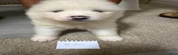 Samoyed dogs for sale: Samoyed pups - Advert 12