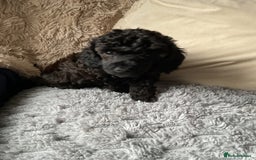 Toy Poodle dogs for sale: Toy poodle - Image 5