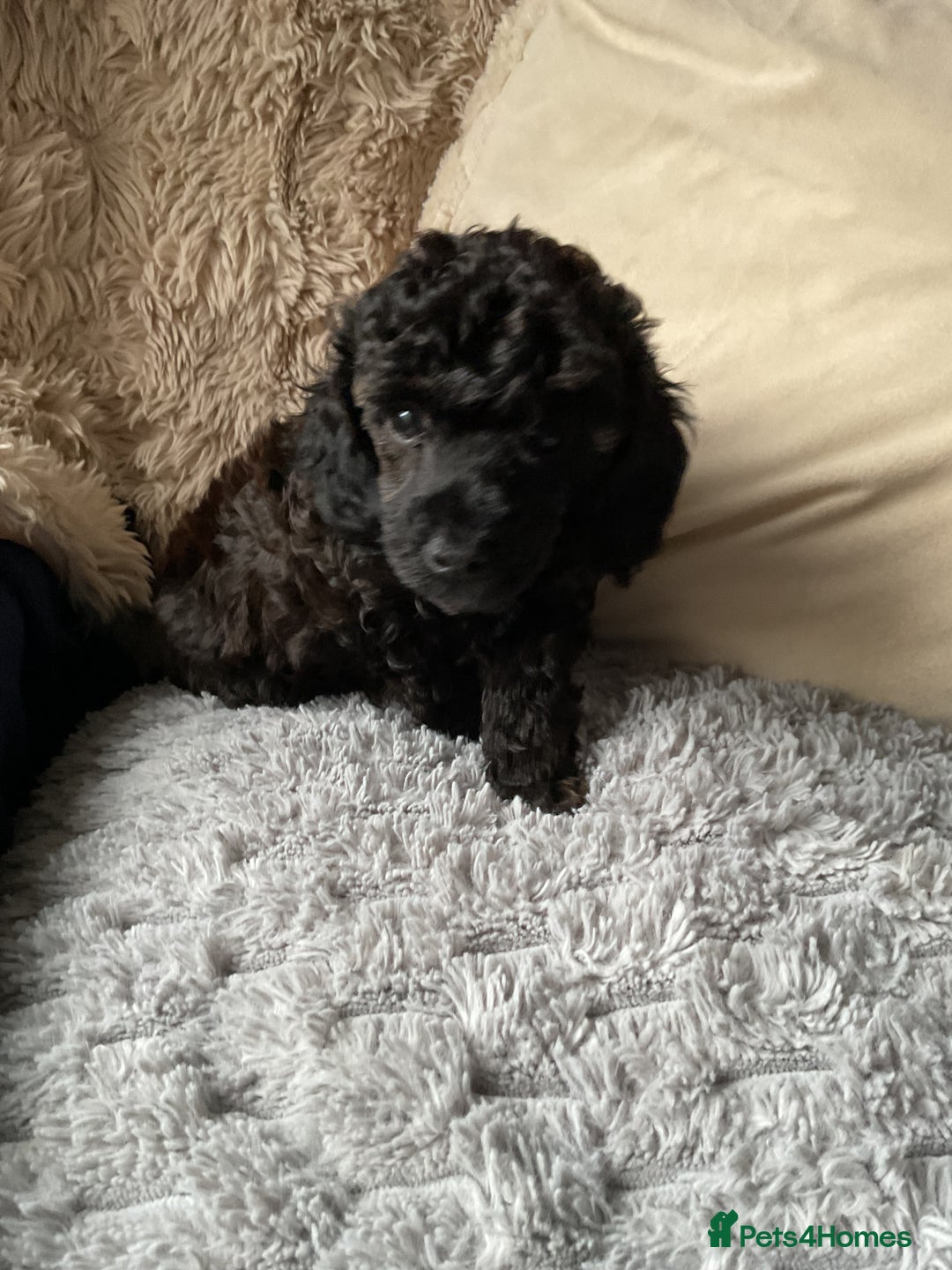 Toy Poodle dogs for sale: Toy poodle - Image 5