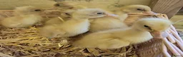 Ducks poultry for sale: Buff Orpington ducklings  - Advert 1