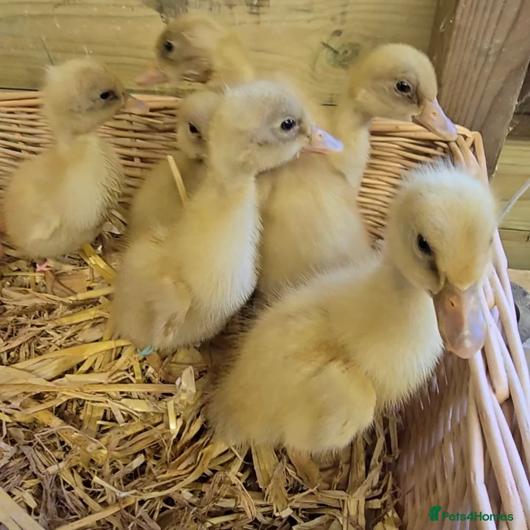 Ducks poultry for sale: Buff Orpington ducklings  - Advert 1