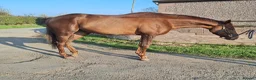 Irish Thoroughbred horses for sale: 16.3 chestnut gelding  - Advert 3