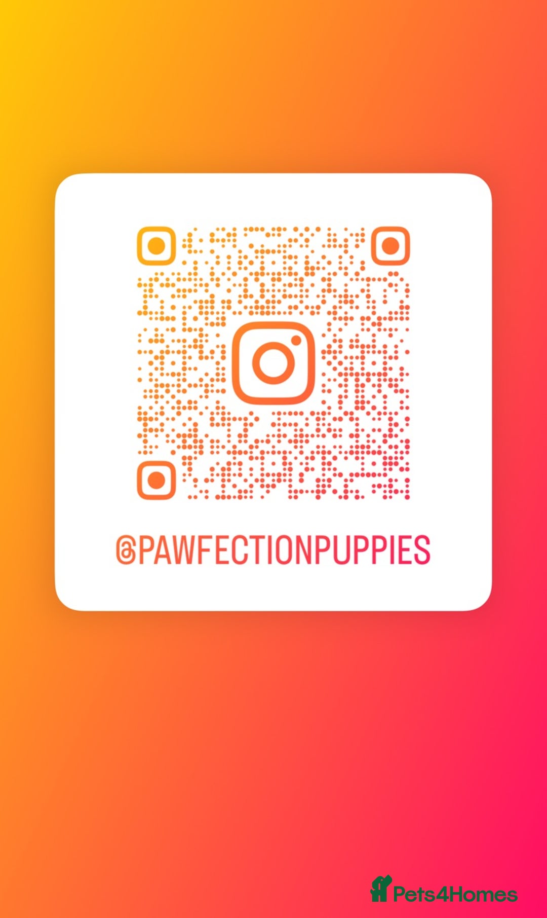 Pomeranian dogs for sale: Spayed Chocolate and tan girl 🤎🧡💖 - Image 12