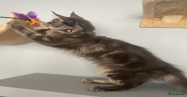 Maine Coon cats in London - Advert 16