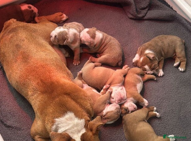 Olde English Bulldogge dogs  English Bulldog puppies - Advert 3