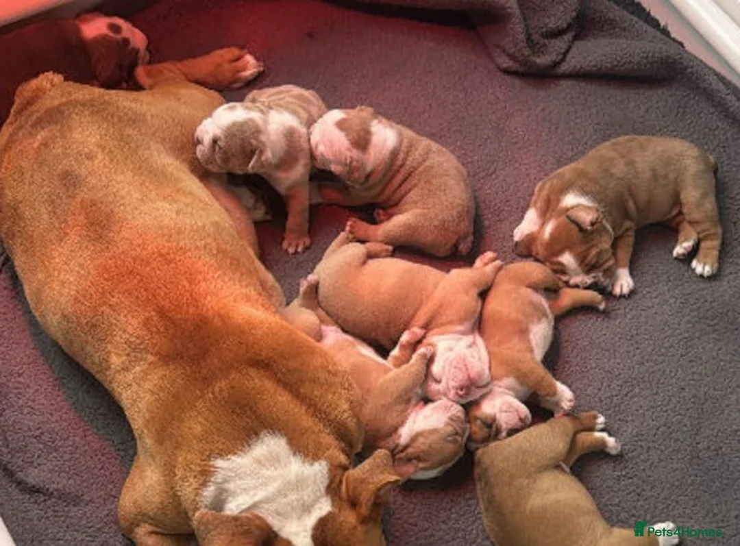 Olde English Bulldogge dogs for sale:  English Bulldog puppies in Southsea - Advert 1