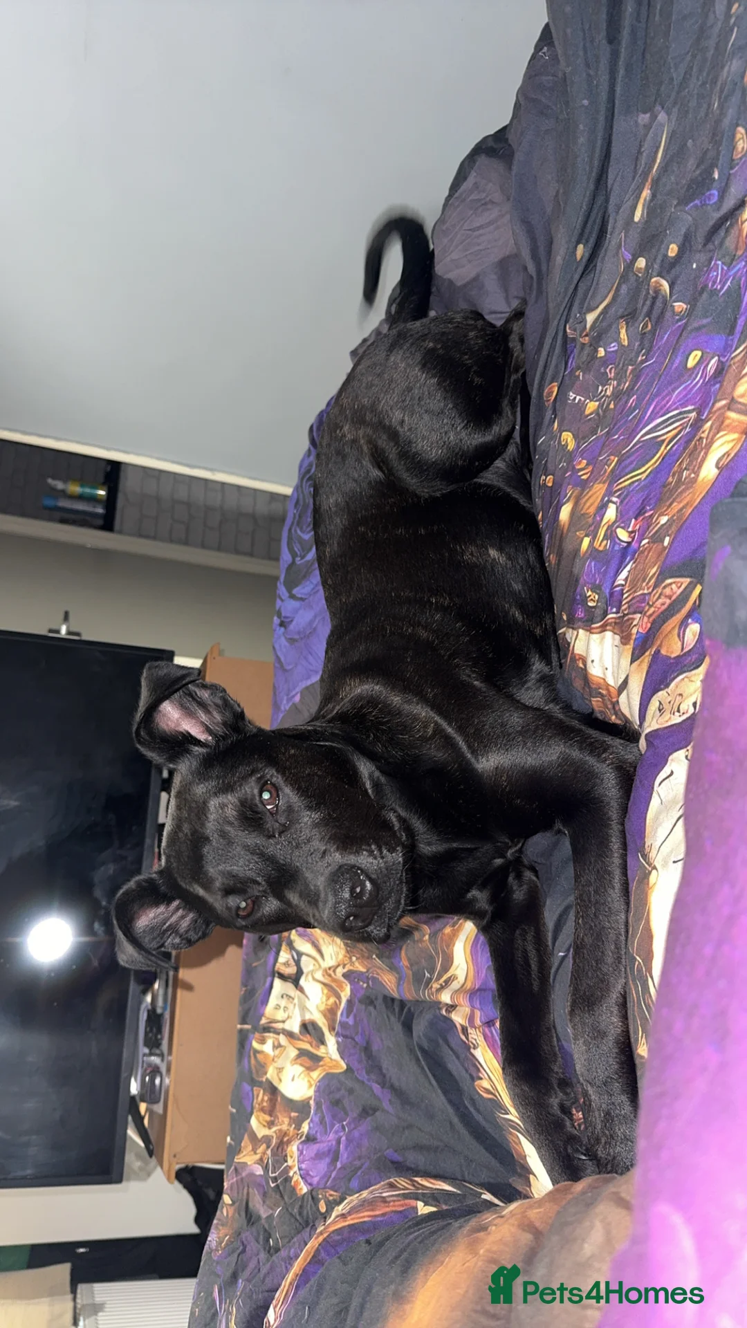 Mixed Breed dogs for sale: Staffy cross Rotwiler - Advert 1