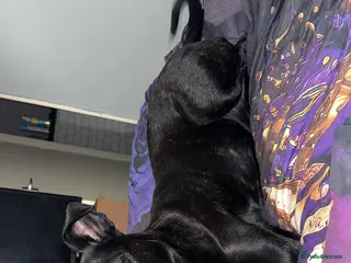 Mixed Breed dogs Staffy cross Rotwiler - Advert 1