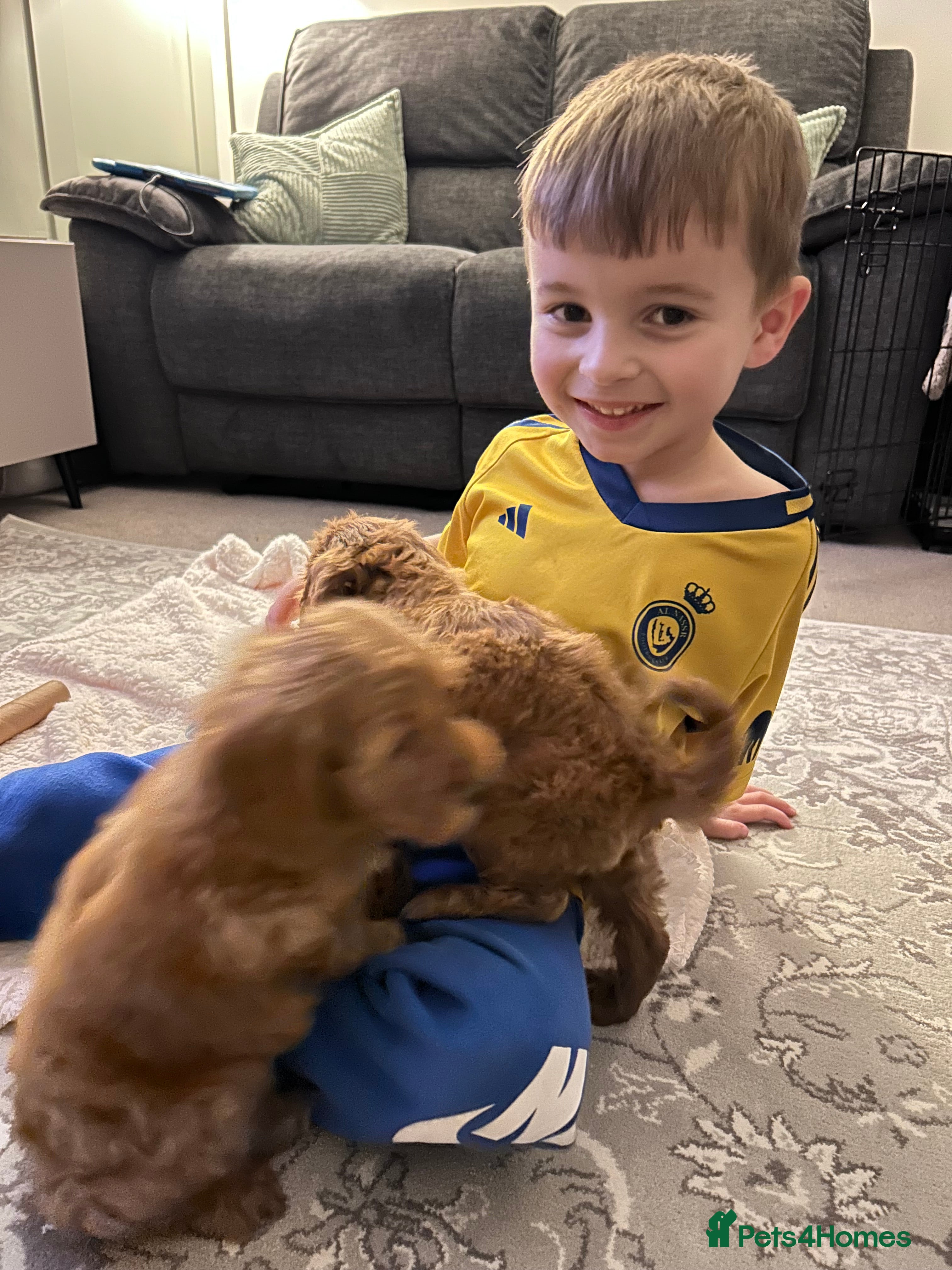 Cavapoo dogs 9 Week Old Cavapoo - Advert 17