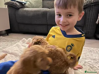 Cavapoo dogs 9 Week Old Cavapoo - Advert 1