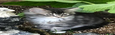 Maine Coon Kitten 4