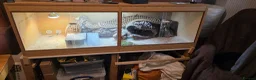 Bearded Dragon reptiles for sale: Thor adult bearded dragons with full viv set up in Cwmbran - Advert 4