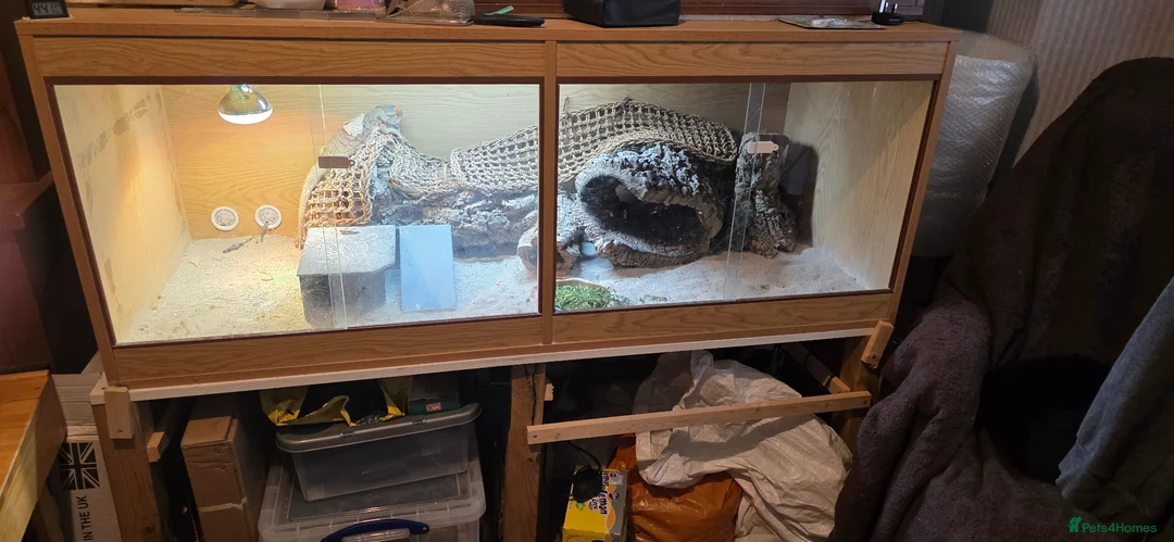 Bearded Dragon reptiles for sale: Thor adult bearded dragons with full viv set up in Cwmbran - Advert 4