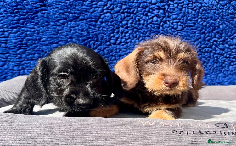 Miniature Dachshund dogs - Advert 4