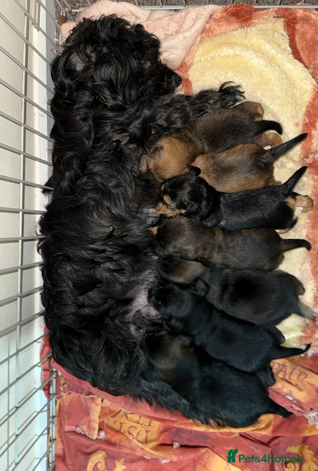 Yorkiepoo dogs for sale: Beautiful Yorkiepoo Puppies   in Oldbury - Advert 1