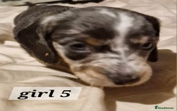 Dachshund dogs for sale: 7 beautiful dachshunds puppys - Image 30
