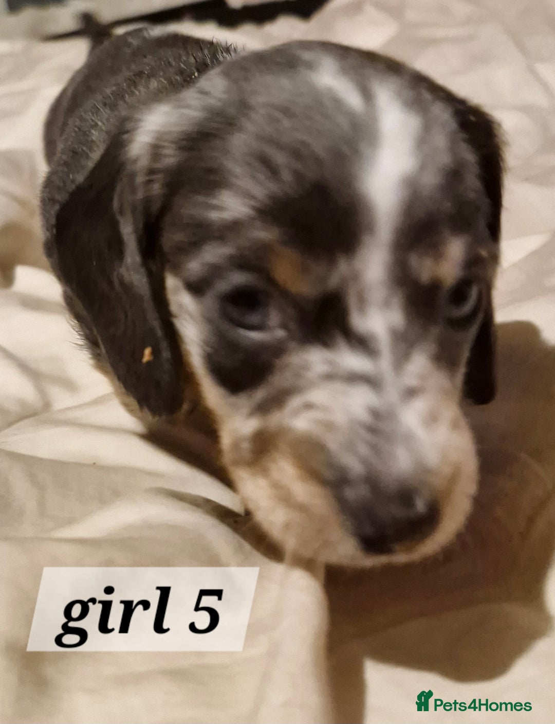 Dachshund dogs for sale: 7 beautiful dachshunds puppys - Image 30