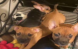 Mixed Breed dogs for sale: French bulldog cross jack russell pups for sale. - Image 7