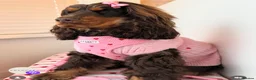 Cocker Spaniel dogs for sale: Stunning cocker spaniels in Doncaster - Advert 11