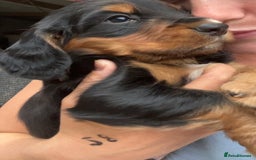 Cocker Spaniel dogs for sale: Kc Tri coloured cockers  - Image 5