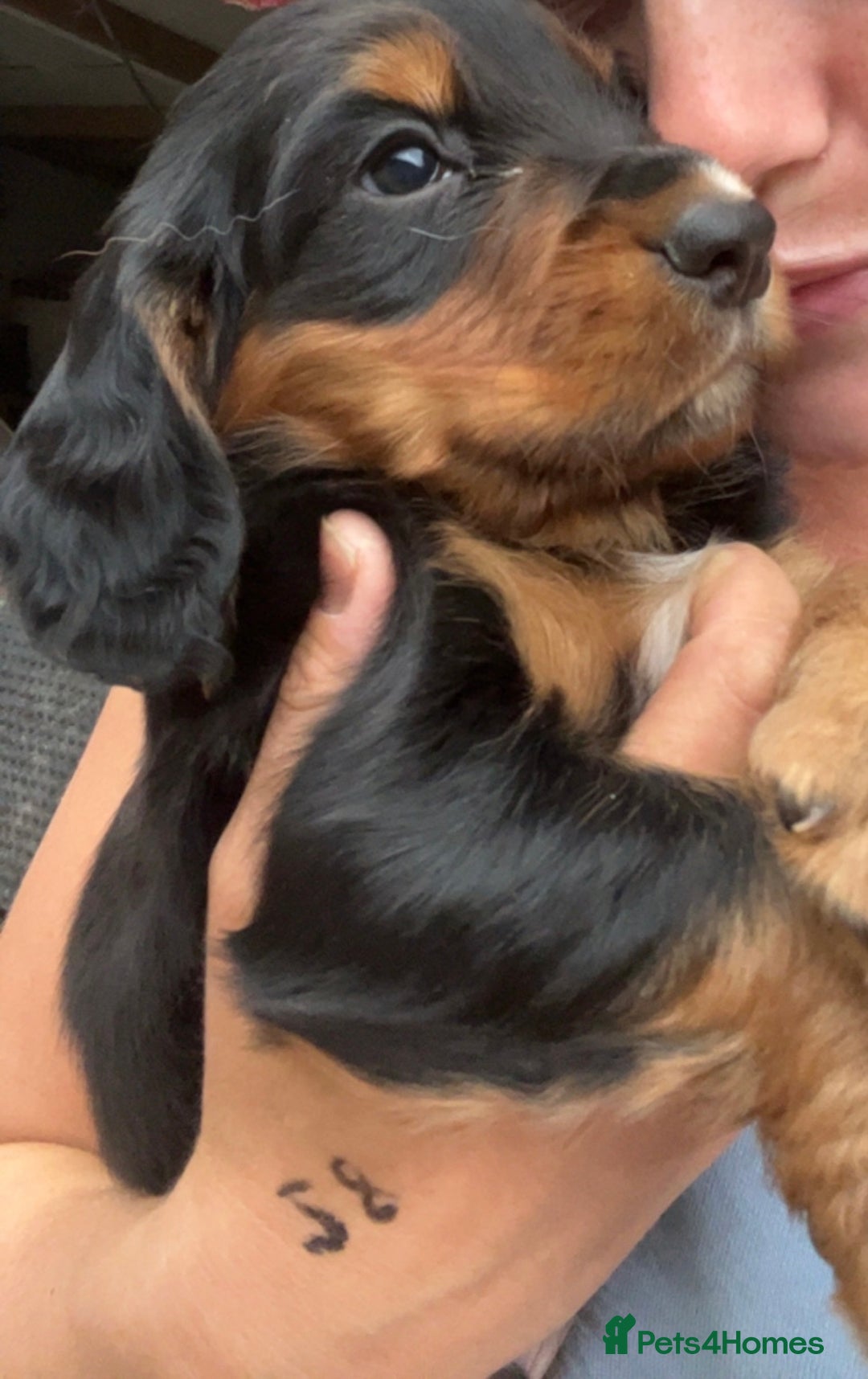 Cocker Spaniel dogs for sale: Kc Tri coloured cockers  - Image 5