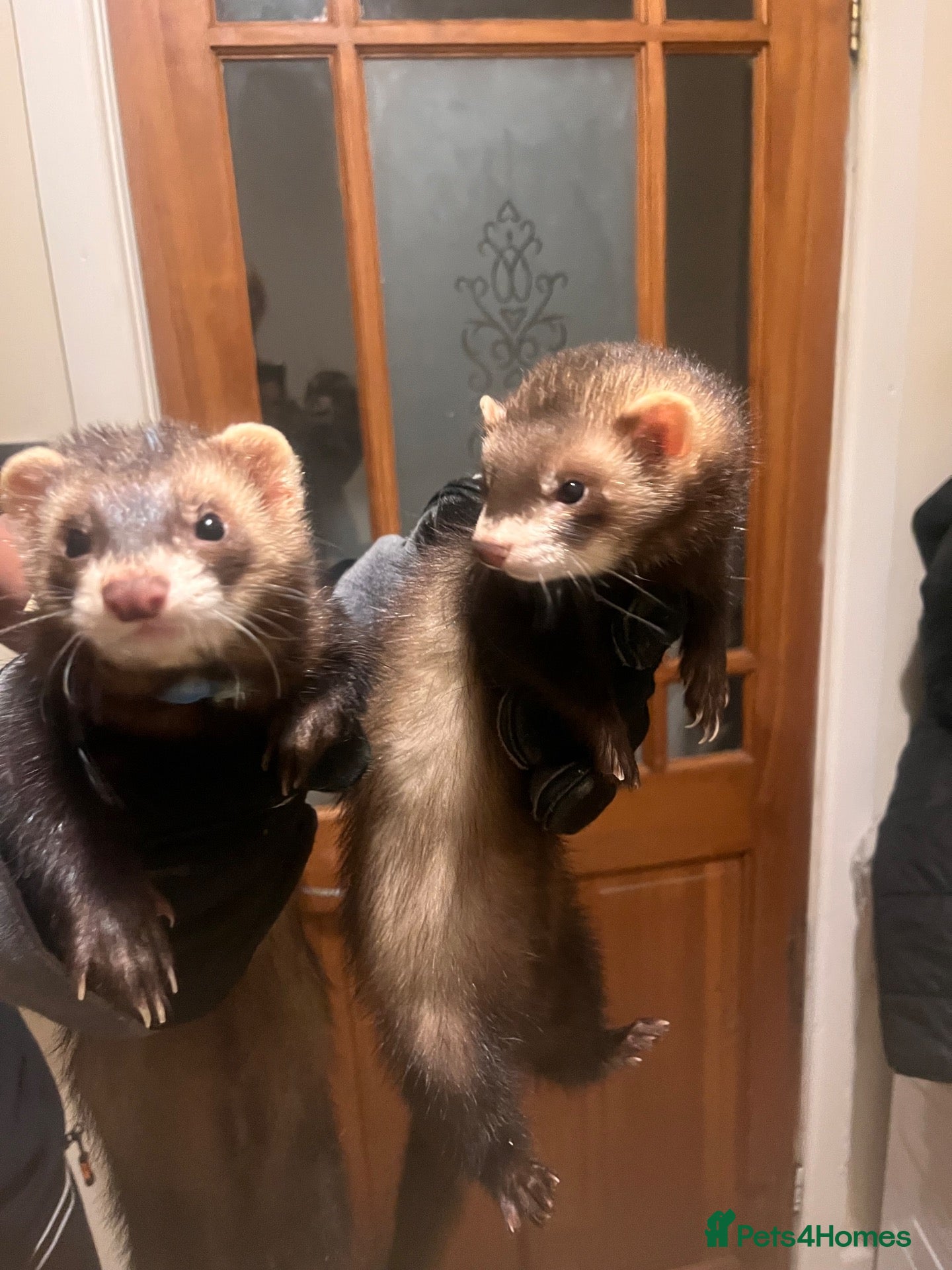 Ferret rodents for sale: 2 Polecats (4 months) (£40 for both)  - Advert 1