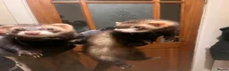 Ferret rodents for sale: 2 Polecats (4 months) (£40 for both)  - Advert 1