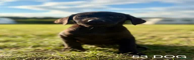 Labrador Retriever 2