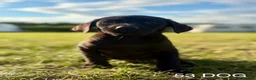 Labrador Retriever dogs for sale: Kc Health Tested Labrador puppies  - Advert 6