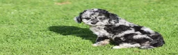 Cockapoo dogs for sale: Beautiful Cockapoo puppies for sale  - Advert 14
