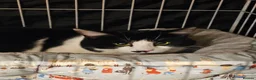 Domestic Shorthair cats for adoption: Young adult rescue male cat needs indoor home in Hook - Advert 4